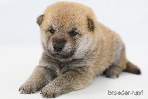 成約済の神奈川県の柴犬-351654の1枚目